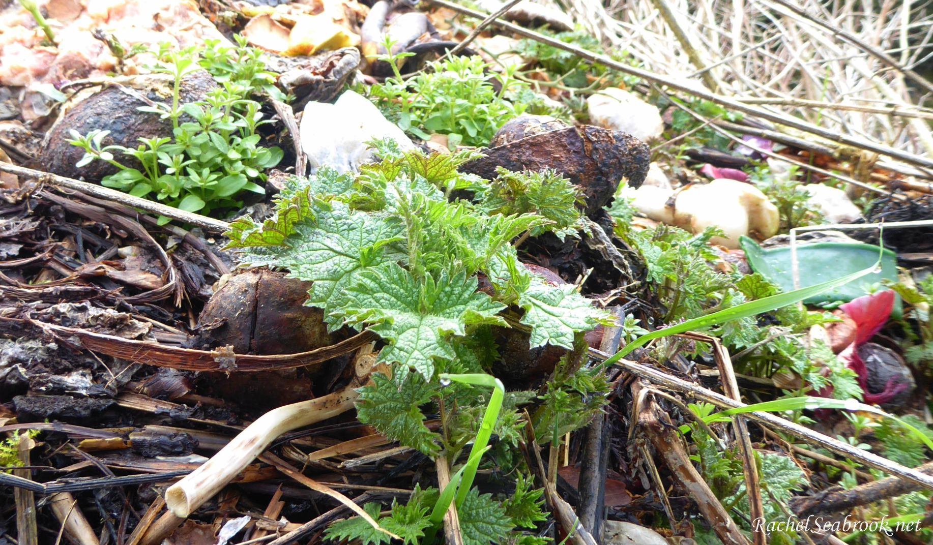 small nettle plant growing on a compost heap